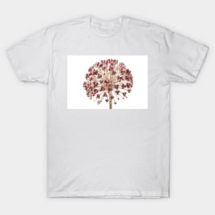 Allium karataviense   AGM  Kara Tau garlic  Seed heads T-Shirt